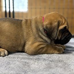 Hot Pink - Fawn female Cane Corso puppy in Paris, Texas from Knucklehead Cane Corso