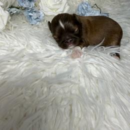 Luis - Liver male Shih Tzu puppy in Seattle, Washington from Shih Tzu’s  ‘N’ Love