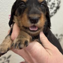 Eve (3200) - Black and tan female Dachshund puppy in Steele, Alabama from Taylored Dachshunds
