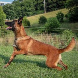 Flocka - Belgian Malinois