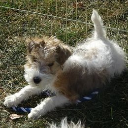 Ginger - Wire Fox Terrier