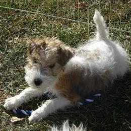 Ginger - Wire Fox Terrier