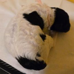 Pink collar Boy 1 - Parti male Poodle puppy in Nottingham, Maryland from A & A Pinedale Standard Poodles