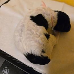 Pink collar Boy 1 - Parti male Poodle puppy in Nottingham, Maryland from A & A Pinedale Standard Poodles