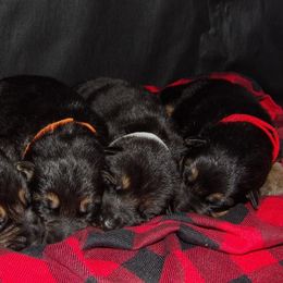 German Shepherd Puppies from 501 Shepherds