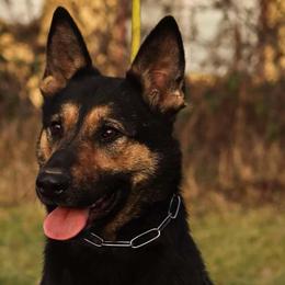 Madonna - German Shepherd