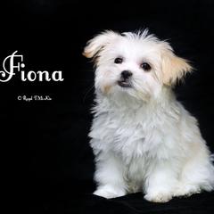 Fiona - Cream female Mi-Ki puppy in Elizabeth, Colorado from Royal T Mi-Kis