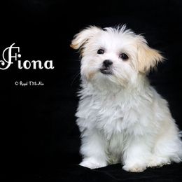 Fiona - Cream female Mi-Ki puppy in Elizabeth, Colorado from Royal T Mi-Kis