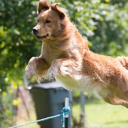 Golden Retrievers from Smold Stone Kennel