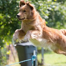 Golden Retrievers from Smold Stone Kennel
