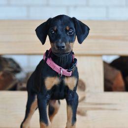 Girl 8 - Green Collar - Doberman Pinscher puppy from Centennial Acres Dobermans