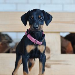 Girl 8 - Green Collar - Doberman Pinscher puppy from Centennial Acres Dobermans