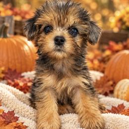 STITCH - Phantom male Maltipoo puppy in Orlando, Florida from Denise’s Puppies