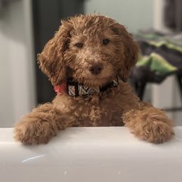 Labradoodles from Western Slope Labradoodles
