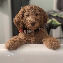 Labradoodles from Western Slope Labradoodles