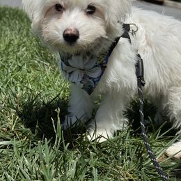 Thor - White male Coton de Tulear puppy in Avery Creek, North Carolina from AVLCOTONLOVE
