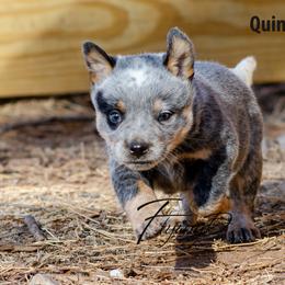 Quinton - Blue speckled male Australian Cattle Dog puppy in Fairview, Oklahoma from Flying D Kennels