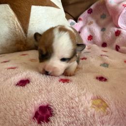 Juno 5 - Sable female Pembroke Welsh Corgi puppy in Jenkinsburg, Georgia from Red Elephant Farms