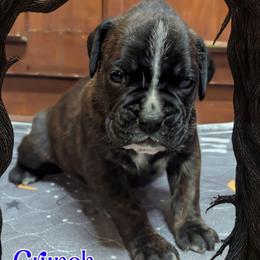 Crunch - Brindle male Boxer puppy in Mountain Home, Idaho from LJK Boxers & Toy Aussies