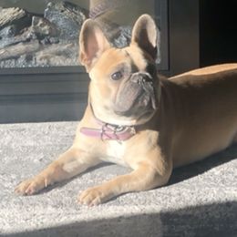 French Bulldogs from Moore Puppy Love
