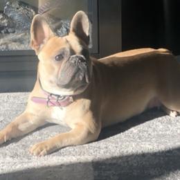 French Bulldogs from Moore Puppy Love