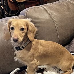 Winnie - Dachshund