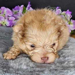 Pepper's Mr. Know It All - Noah - Chocolate sable male Pomeranian puppy in Plant City, Florida from Pepper's Pomeranians