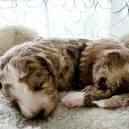 Aussiedoodle Puppies from RiverCity Doodles