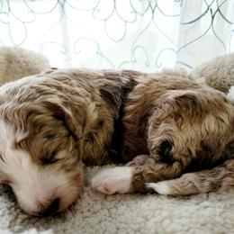 Aussiedoodle Puppies from RiverCity Doodles