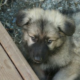 Shiloh Shepherd Puppies from Solace Shilohs