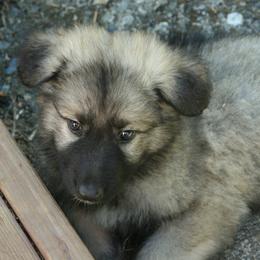 Shiloh Shepherd Puppies from Solace Shilohs