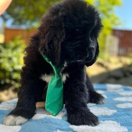 Boy Green - Black male Newfoundland puppy in Marysville, Washington from Black Lions Newfoundlands