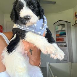 Gunner - Black and white male Assorted Doodle Crosses puppy in Port Saint Lucie, Florida from Sommerdoodle