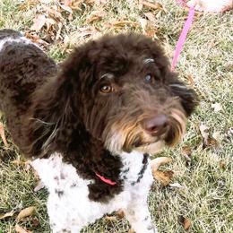 Gidget - Poodle