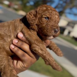 Saint Nicholas - Red  male Poodle puppy in Corona, California from Garden Of Poodles