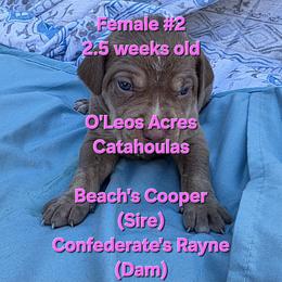 FEMALE  - 2 - Red female Catahoula Leopard Dog puppy in Perry, Florida from O'Leos' Acres Catahoulas