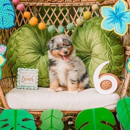 Gill - Blue merle male Australian Shepherd puppy in Eubank, Kentucky from Ashlee's Aussies