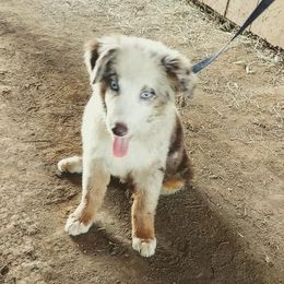 Australian Shepherd Puppies from Kendra Phillips
