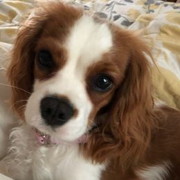 Cavalier King Charles Spaniels from Sweet Baby Cavaliers