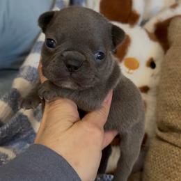 Blue Brindle Girl (Joules x Meeko) - Blue female French Bulldog puppy in Gulf Breeze, Florida from SW Frenchies