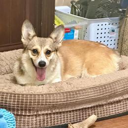 Roxy - Sable female Pembroke Welsh Corgi puppy in Morton, Mississippi from Crown AB Farms Pembroke Welsh Corgis