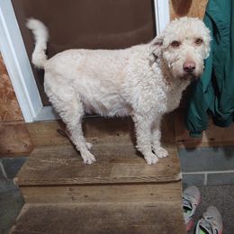 Lilly - Labradoodle