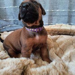 Girl 2 - Rd whtn blk nose female Rhodesian Ridgeback puppy in Kansas City, Missouri from Stoneridge Ridgebacks