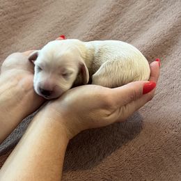 Blanche - Cream female Dachshund puppy in Shelley, Idaho from Journey’s End Dachshunds