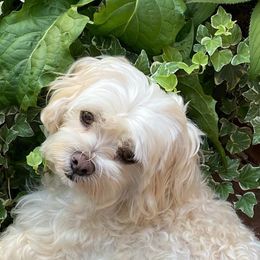 Maltese and Yorkshire Terriers from Little Dog Farm