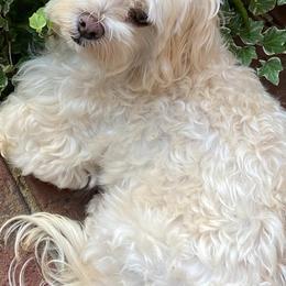Maltese and Yorkshire Terriers from Little Dog Farm