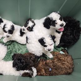 Cavapoo, Cockapoo, Goldendoodle, and Poodle Puppies from Brooke Carlson