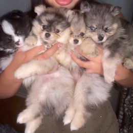 Pomeranian puppies from Furever Blessed