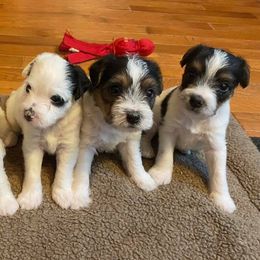 Jack Russell Terriers from Jigsaw Terriers