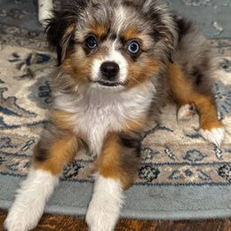 Toy Australian Shepherd All Grown Up from Double T Aussies